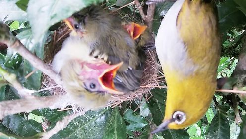 古茶树上有一窝绣眼鸟，鸟爸鸟妈轮番喂食，雏鸟们仰头抢吃