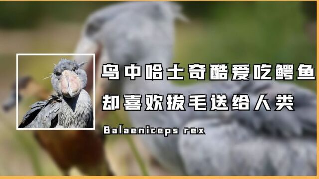 世界上最爱拔毛送人类的鲸头鹳,却热爱吃鳄鱼,被称为鸟界哈士奇