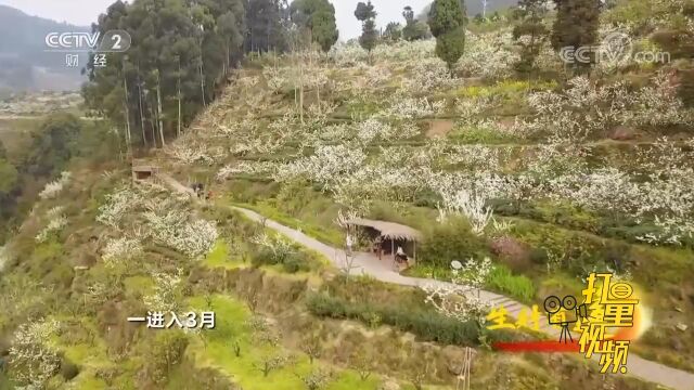 进入3月丹棱开启赏花模式,幸福古村迎来了大量游客