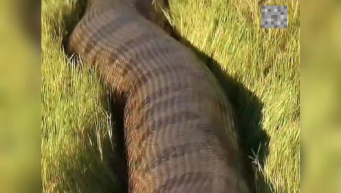 世界上最大的蛇有见过比这更大的吗