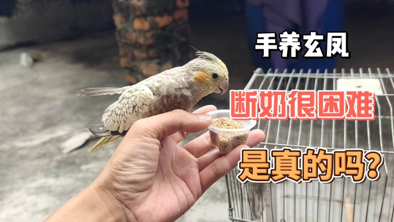 手养玄凤鹦鹉断奶很困难是真的吗?有什么小技巧让鹦鹉快速断奶?