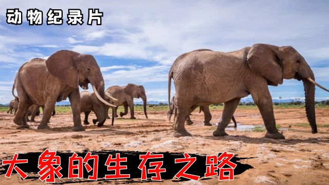 一年要走16000公里!身为最大的陆生动物,大象的生存习性是什么样的?