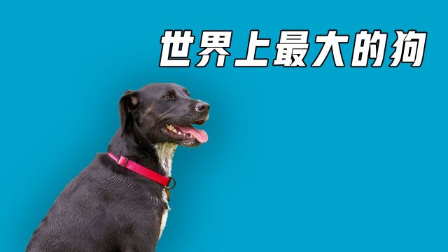 四种大型猛犬排名,藏獒在它们面前,只配当个小弟