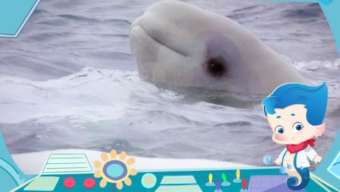 第03集：白鲸，极地海兽