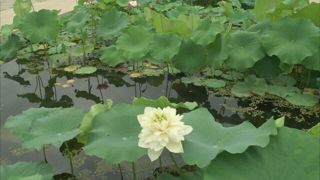 赏花采风好去处!北京首届荷花文化节开幕