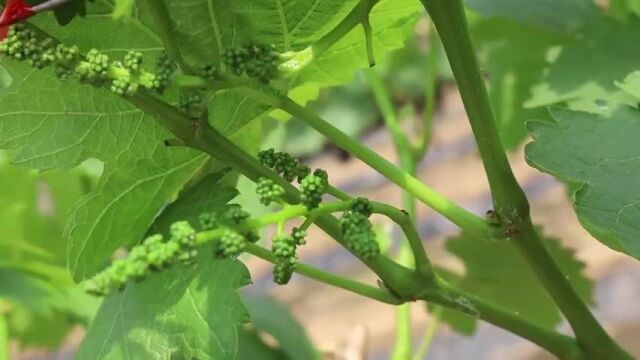 用芥末做面包是啥味?一口咬下去,胖妹:这味让我差点流眼泪