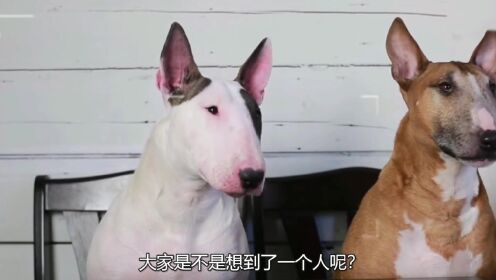 世界上最凶猛的十大恶犬,第一名能拉动4吨重汽车!你敢养吗?!1_高清1080P在线观看平台_腾讯视频