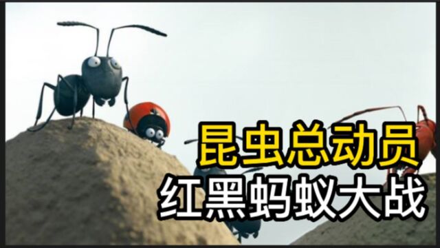 红黑蚂蚁大战,小瓢虫帮助黑蚂蚁,成功击退了敌人