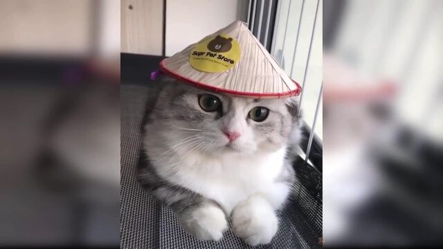 可爱有趣的小猫视频#1