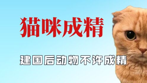 [图]小猫的语言天赋有多强？建国后动物不许成精，不仅说方言还会外语