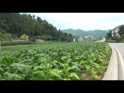 盛夏,遵义官仓镇4.3万亩烤烟基地,迎来采收季!