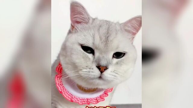 盘点那些听得懂人话的猫咪