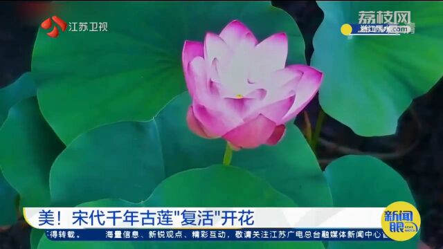 美!宋代千年古莲“复活”开花 属实是“好运莲莲”了