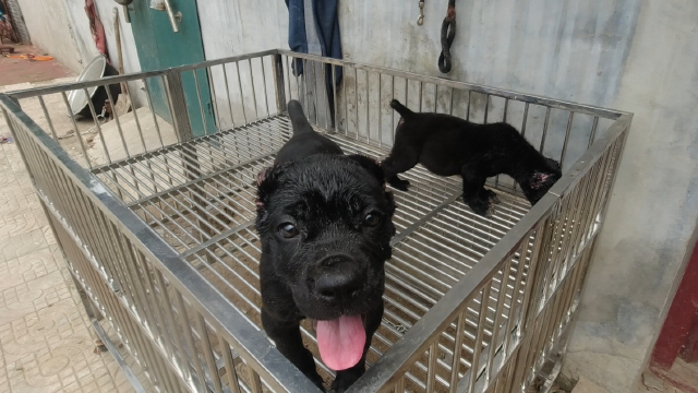 两个多月的卡斯罗裁耳,裁完耳朵堪比整容,看着帅气又精神