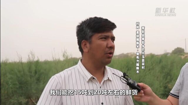 “沙漠人参”让沙窝窝成“金窝窝”