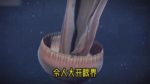 来自深海的9种海底神秘生物,你见过几个?1