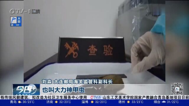 非法闯关!“大力神”乔装小玩具,海关查获长戟大兜虫