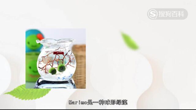 立懂百科带你了解Marimo