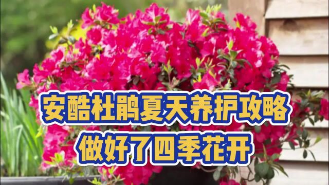 安酷杜鹃夏天养护攻略,做好了四季花开