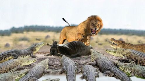 沼泽战！饥饿的狮子独自反击10条鳄鱼以保护猎物-狮子大战鳄鱼！
