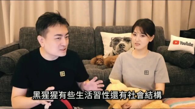 【老高科普】从类人到人类,我们究竟有什么不同?