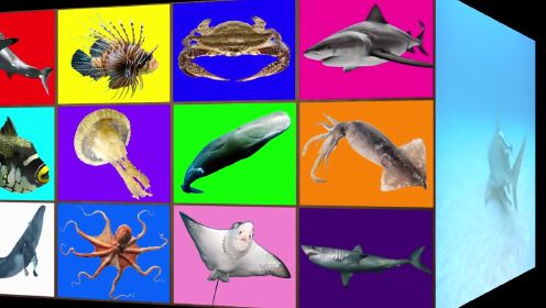 看影子认识海洋动物系列：认识鳐鱼等12种海洋动物