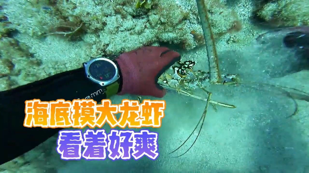 海底摸大龙虾，看着好爽！