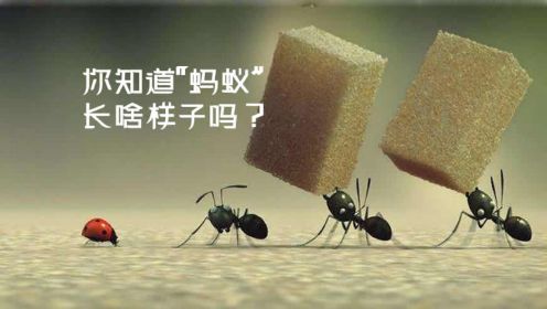 你知道蚂蚁的脸长啥样子吗？