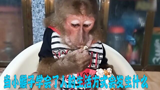 纪录片:惊呆了!小猴子学会了人类的本领,和人类一样说活是一种什么体验.