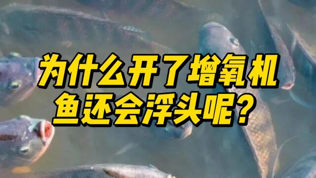 为什么开了增氧机,鱼还会浮头呢?