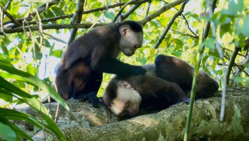 早餐之后是卷尾猴的梳毛时间，小弟讨好大哥的机会怎能错过！
