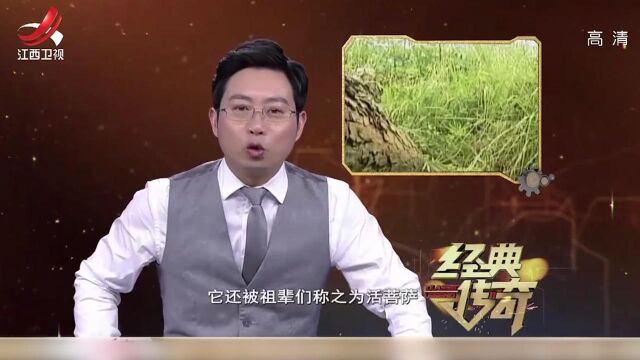 怪树:一颗早已经倒了的枯树,竟能让接近的人都生病?