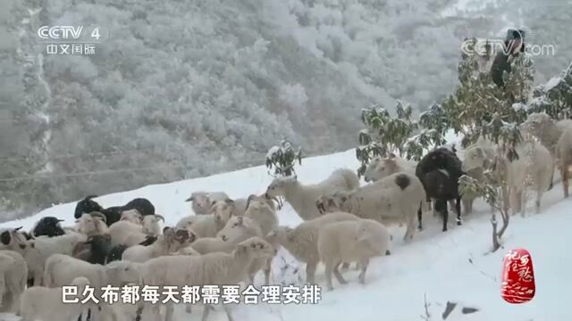 深山彝寨点亮心灯,银装素裹的“冰雪王国”俄尔则俄村|记住乡愁