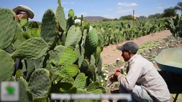 仙人掌居然也是粮食,顿顿离不开仙人掌墨西哥人,如何利用仙人掌