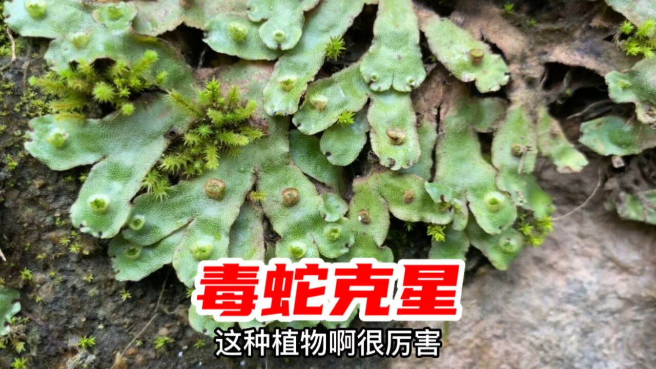地钱(地钱科苔藓植物)_搜狗百科