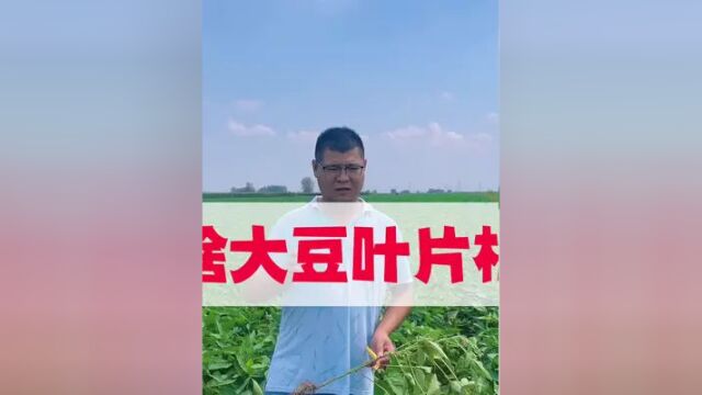 大豆叶片枯黄,怎么办?#农作物农技110 #乡村守护人