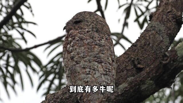 林鸱:鸟类伪装大师,依靠伪装成树的样子才得以生存!