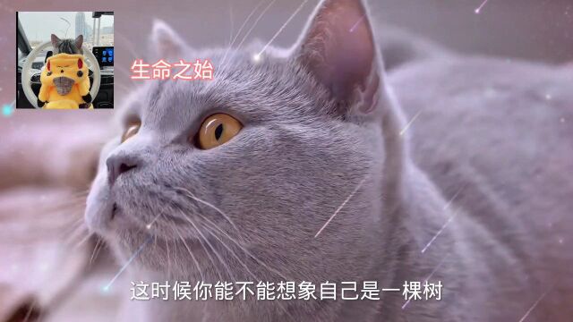 像一朵花学习