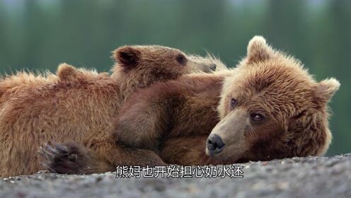 棕熊的世界，刚出生的熊宝宝还没巴掌大，熊妈的艰辛带娃之旅