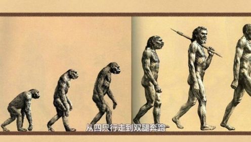人类演化史我们是如何从猿人进化成“超级赛亚人”2