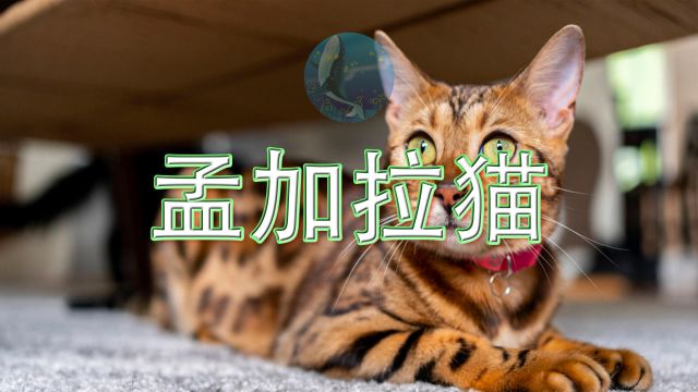 动物科普百科  孟加拉猫、孟加拉豹猫