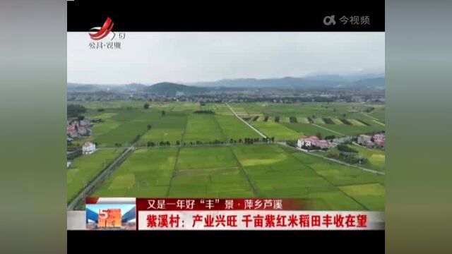 【又是一年好“丰”景ⷨ乡芦溪】紫溪村:产业兴旺 千亩紫红米稻田丰收在望