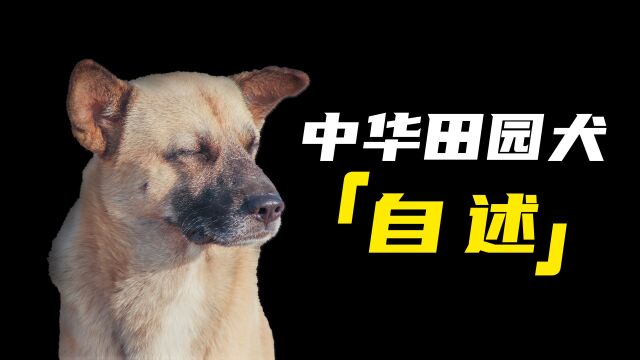 一只中华田园犬的自述:凭什么说土狗上不了台面?