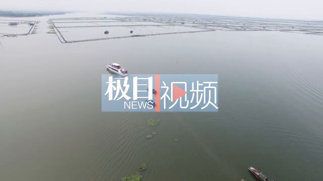 【视频】探访“中国河蟹养殖第一县”:“大闸蟹”铁定错过中秋,收购价格创近年新高