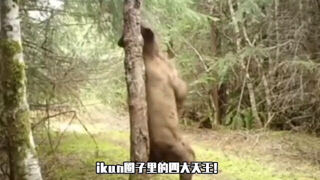 ikun届的四大天王?开创文艺复兴盛世!