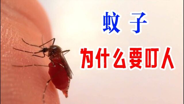 1分钟带你了解蚊子叮人的原因及人们被叮后的反应