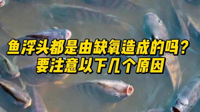 鱼浮头都是由缺氧造成的吗?要注意以下几个原因