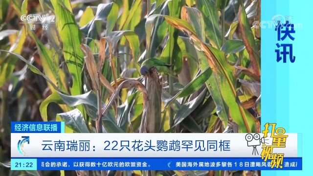 云南瑞丽:22只花头鹦鹉罕见同框