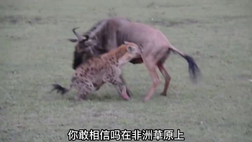 鬣狗捕获落单角马  一口咬住角马的荔枝不放 角马痛不欲生