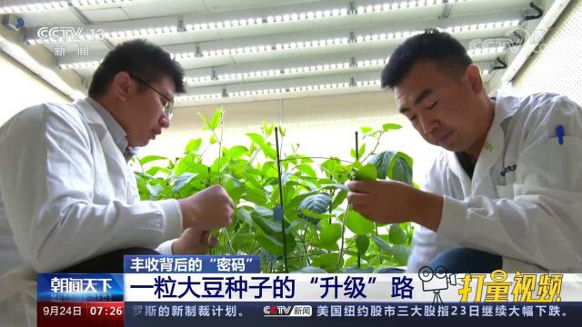 丰收背后的“密码”:一粒大豆种子的“升级”路